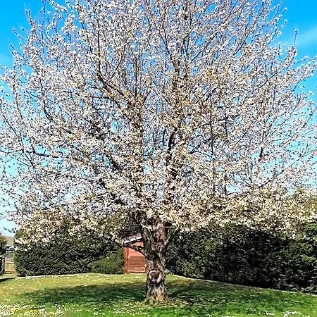Le Cerisier Panzió Bioul