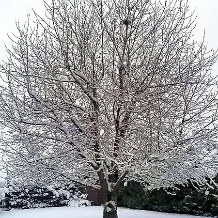Panzió Le Cerisier *