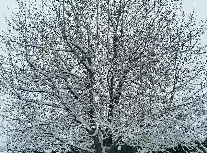 Le Cerisier Bed & Breakfast