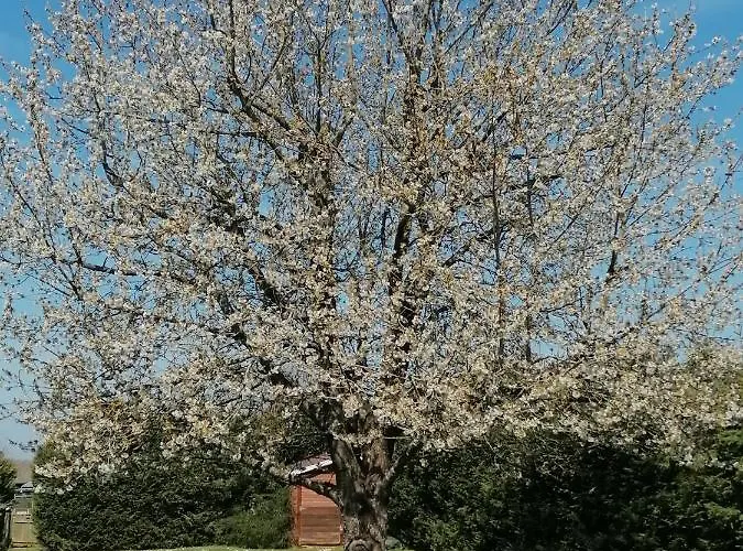 Le Cerisier Bed & Breakfast *